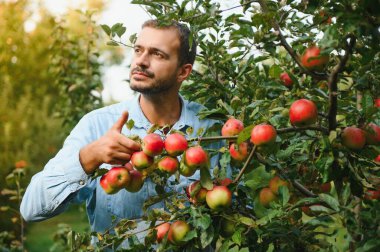 Genç ve çekici çiftçi erkek işçi, sonbahar hasadı sırasında köydeki meyve bahçesinden elma topluyor. Mutlu adam bahçede çalışıyor, gün batımında olgun elma portresi topluyor..