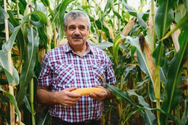 Tarlada çiftçi güneşli bir yaz gününde mısır bitkilerini tarıyor, tarım ve gıda üretim kavramı