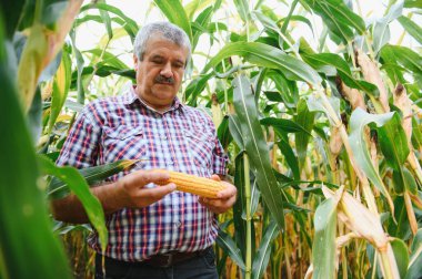 Tarlada çiftçi güneşli bir yaz gününde mısır bitkilerini tarıyor, tarım ve gıda üretim kavramı