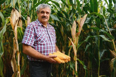 Çiftçi tarlasında mısır koçanı teftiş ediyor.
