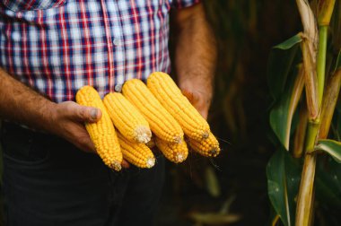 Tarlada mısır koçanı tutarken çiftçinin ellerini kapat.