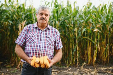 Bir çiftçi hasat etmeden önce uzun mısır ekinlerini kontrol eder. Tarlada tarımcı