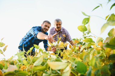 İki çiftçi tarlada durup soya fasulyesi hasadını yapmadan önce tarlaları inceliyor..