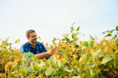 Agronomist tarlada yetişen soya fasulyesi ekinlerini inceliyor. Tarım üretim konsepti. Genç tarımcı yazın tarlada soya fasulyesi mahsulünü inceliyor. Soya tarlasında çiftçi