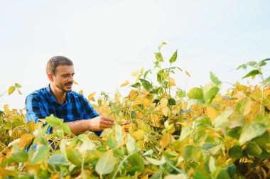 Agronomist tarlada yetişen soya fasulyesi ekinlerini inceliyor. Tarım üretim konsepti. Genç tarımcı yazın tarlada soya fasulyesi mahsulünü inceliyor. Soya tarlasında çiftçi