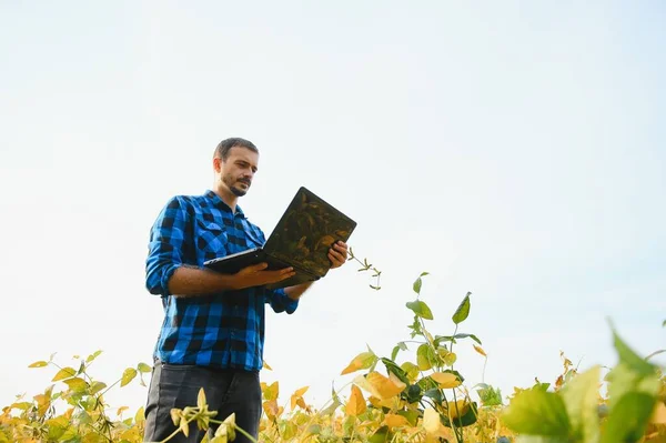 Agronomist Tarlada Yetişen Soya Fasulyesi Ekinlerini Inceliyor Tarım Üretim Konsepti — Stok fotoğraf