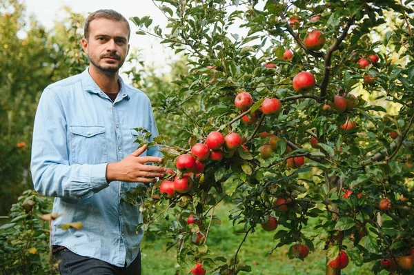 Χαρούμενος Αγρότης Που Μαζεύει Μήλα Από Μια Μηλιά Στον Κήπο — Φωτογραφία Αρχείου