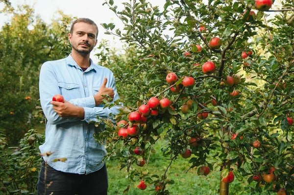 Επιλέγω Καλύτερα Μήλα Ευτυχισμένος Νεαρός Αγρότης Απλώνει Χέρι Του Ώριμο — Φωτογραφία Αρχείου