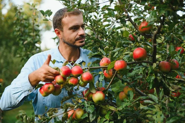 Genç Adam Ağaçtaki Elmalara Hayran — Stok fotoğraf