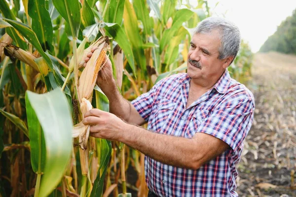 Farmer Field Checking Corn Plants Sunny Summer Day Agriculture Food — Stock Photo, Image