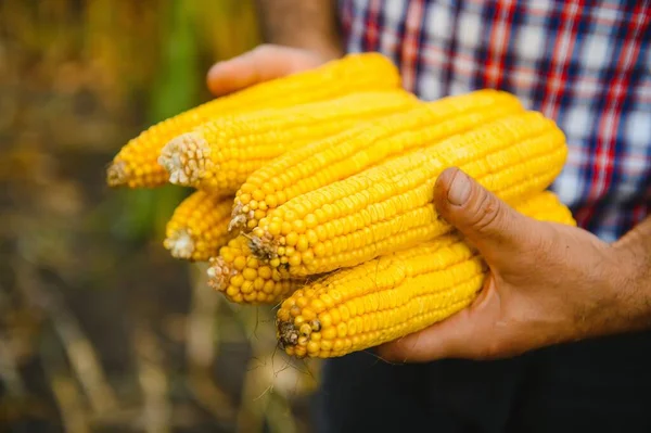 Skalade Sockermajs Kolvar Jordbrukarens Hand Majs Fält Bakgrund — Stockfoto