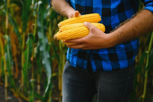 Farmer Field Checking Corn Plants Sunny Summer Day Agriculture Food — Stock Photo, Image