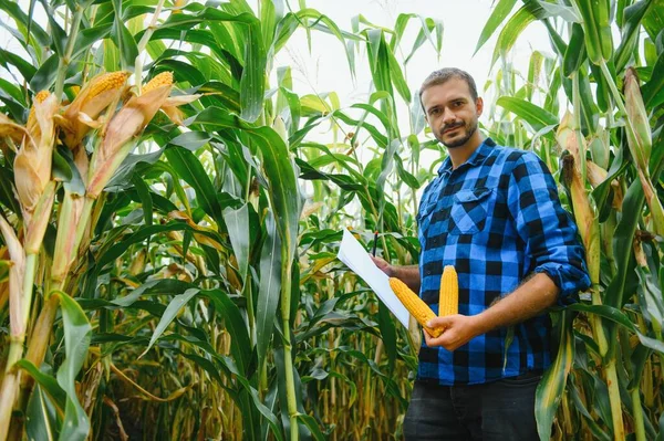 Fiatal Mezőgazdasági Termelő Kukorica Vetőmag Kukorica Mezőket Vizsgálja Betakarításkor — Stock Fotó