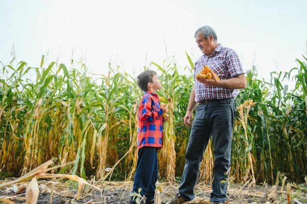 Family farming. Farmers father and son work in a corn field. Agriculture concept.