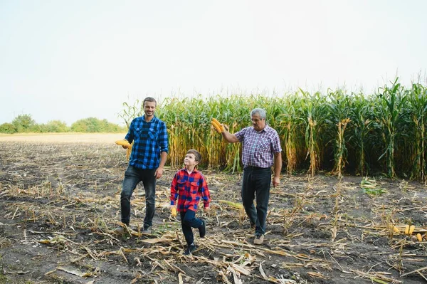 Abuelo Hijo Nieto Trabajando Campo Maíz Agricultura Familiar —  Fotos de Stock