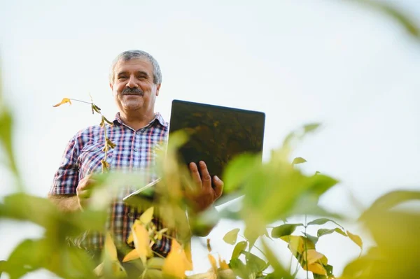 Zemědělský Agronomista Kontroluje Sójové Boby Pěstované Poli Zemědělství — Stock fotografie