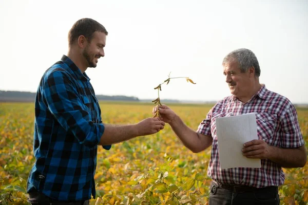 Dois Agricultores Campo Examinando Cultura Soja Antes Colheita — Fotografia de Stock