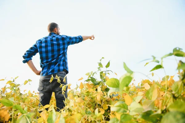 Farmer Agronomist Inspects Soybeans Growing Field Agriculture — Stock Photo, Image