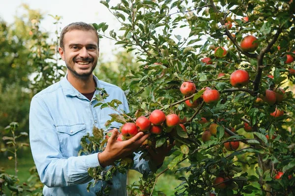 Junger Mann Bewundert Äpfel Baum — Stockfoto