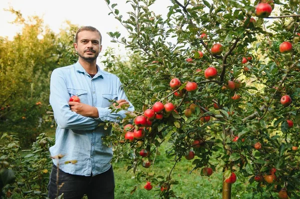 Νεαρός Ελκυστικός Αγρότης Αρσενικός Εργαζόμενος Συγκομιδή Μήλων Στον Κήπο Οπωρώνων — Φωτογραφία Αρχείου