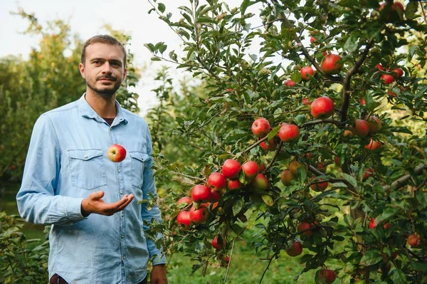 매력적 마을의 과수원에서 사과를 수확한다 사람은 정원에서 일하면서 초상을 수확한다 — 스톡 사진