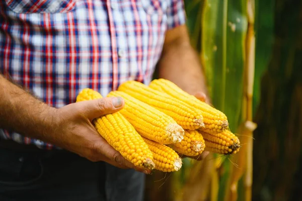 Skalade Sockermajs Kolvar Jordbrukarens Hand Majs Fält Bakgrund — Stockfoto