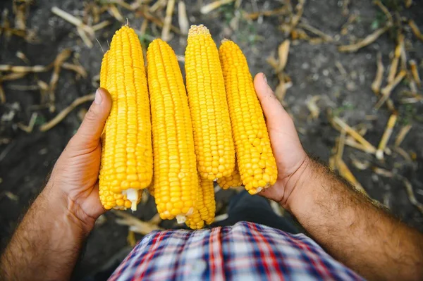 Skalade Sockermajs Kolvar Jordbrukarens Hand Majs Fält Bakgrund — Stockfoto