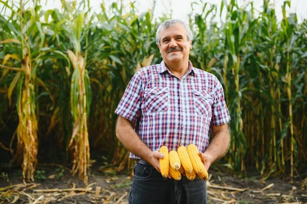 Genç Çiftçi hasat sırasında Mısır tohumu Mısır alanları incelemek