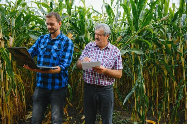 Сімейні Агробіологи Фермери Стоять Кукурудзяному Полі Дивляться Вказують Геть Вони — стокове фото