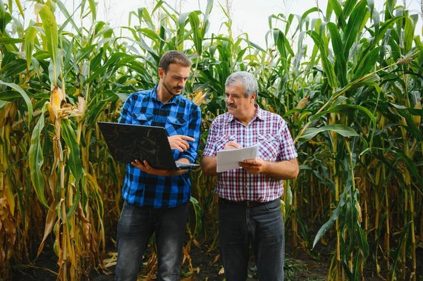 Agricultor Sênior Jovem Campo Milho Com Tablet Olhando Apontando Para — Fotografia de Stock