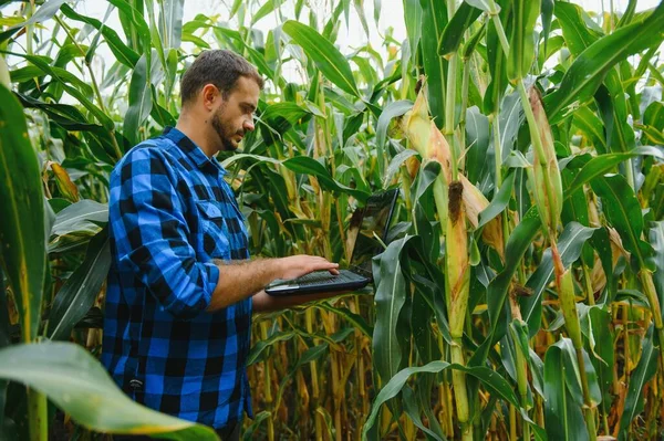 农民在阳光明媚的夏日田里检查玉米植物 农业和粮食生产的概念 — 图库照片