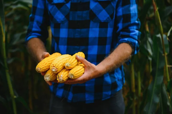 Skalade Sockermajs Kolvar Jordbrukarens Hand Majs Fält Bakgrund — Stockfoto