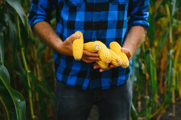 Mais Biologico Una Piccola Azienda Agricola Biologica Raccolto Durante Tramonto — Foto Stock