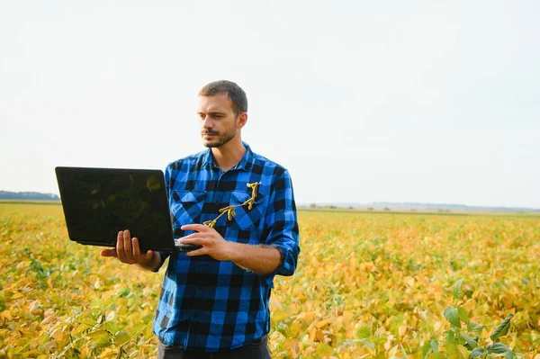 Agricultor Agrônomo Inspeciona Soja Que Cresce Campo Agricultura — Fotografia de Stock