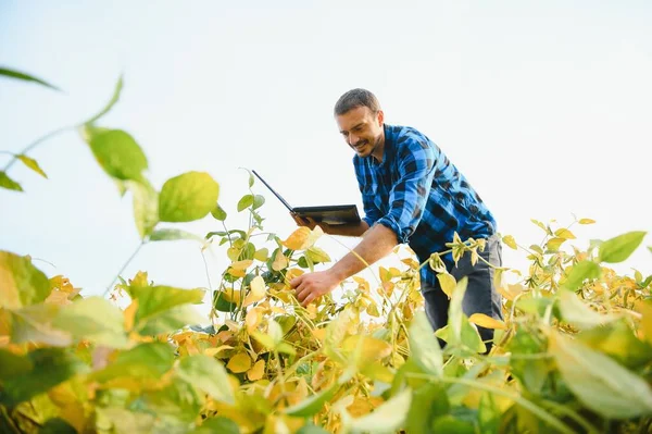 Agronomist Tarlada Yetişen Soya Fasulyesi Ekinlerini Inceliyor Tarım Üretim Konsepti — Stok fotoğraf