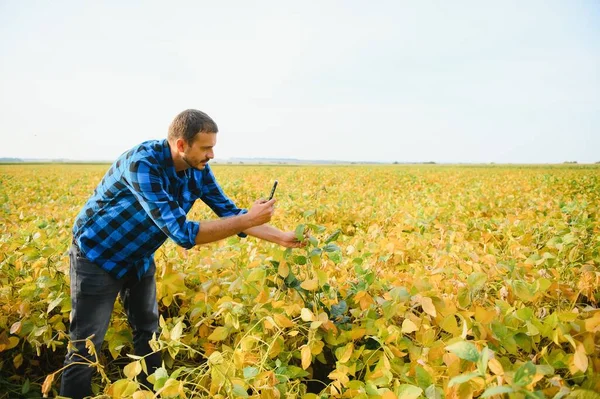 Agronomist Inspecting Soya Bean Crops Growing Farm Field Agriculture Production — Stock Photo, Image