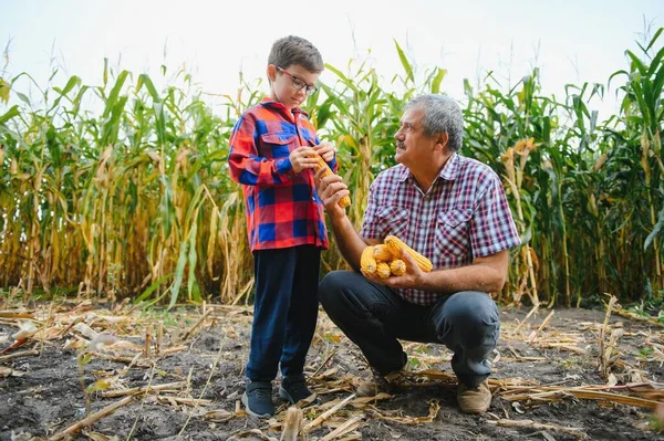 Family Farming Farmers Father Son Work Corn Field Agriculture Concept — Stock Photo, Image