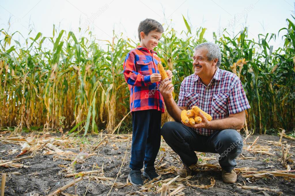 Family farming. Farmers father and son work in a corn field. Agriculture concept.