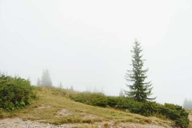 Yeşil çam ormanı bir dağ yamacında yoğun bir siste, geniş bir arka planda