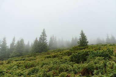 Yeşil çam ormanı bir dağ yamacında yoğun bir siste, geniş bir arka planda