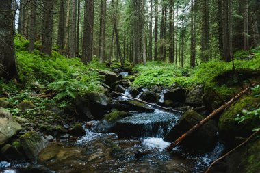 Baharda yeşil ormandaki dağ deresi