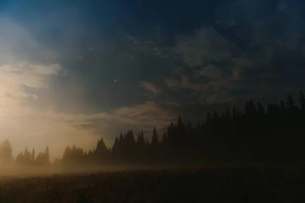 Forest against the background of the starry sky in the Carpathian mountains