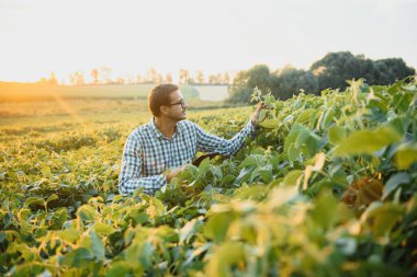 Agronomist tarlada yetişen soya fasulyesi ekinlerini inceliyor. Tarım üretim konsepti. Genç tarımcı yazın tarlada soya fasulyesi mahsulünü inceliyor. Soya tarlasında çiftçi