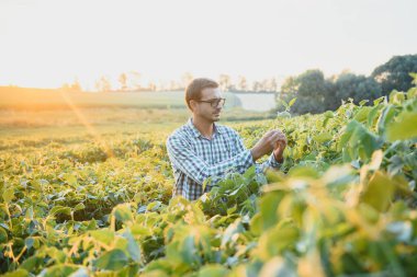 Bir çiftçi yeşil fasulye tarlasını teftiş eder. Hasat konsepti