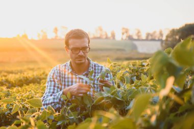 Bir çiftçi yeşil fasulye tarlasını teftiş eder. Hasat konsepti