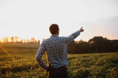 Agronomist tarlada yetişen soya fasulyesi ekinlerini inceliyor. Tarım üretim konsepti. Genç tarımcı yazın tarlada soya fasulyesi mahsulünü inceliyor. Soya tarlasında çiftçi