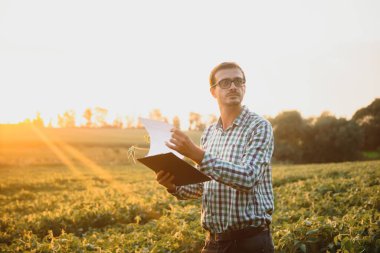 Agronomist tarlada yetişen soya fasulyesi ekinlerini inceliyor. Tarım üretim konsepti. Genç tarımcı yazın tarlada soya fasulyesi mahsulünü inceliyor. Soya tarlasında çiftçi