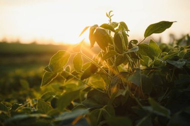 Soya tarlası, yeşil alan, tarım peyzaj, gün batımı gökyüzü arka plan üzerinde soya tarlası