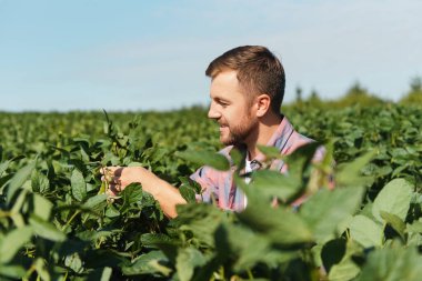 Agronomist tarlada yetişen soya fasulyesi ekinlerini inceliyor. Tarım üretim konsepti. Genç tarımcı yazın tarlada soya fasulyesi mahsulünü inceliyor. Soya tarlasında çiftçi
