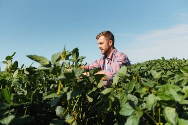 Bir çiftçi yeşil fasulye tarlasını teftiş eder. Hasat konsepti